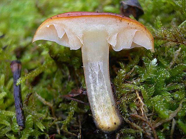 Le specie igrofile invernali